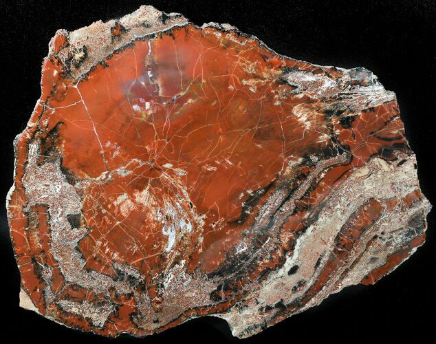 Deep Red Arizona Petrified Wood Slab - #45353